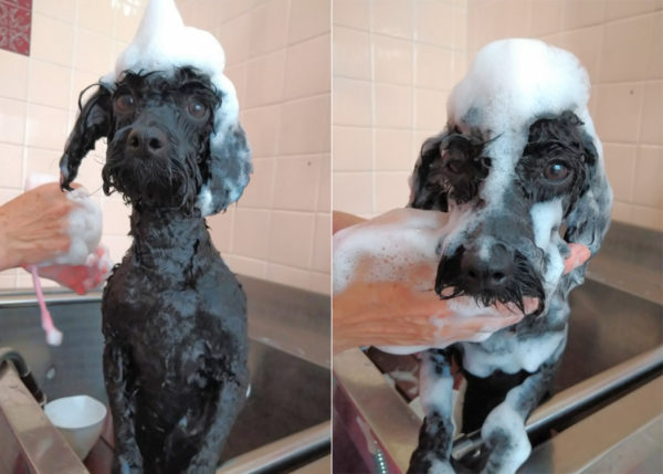 通いたいトリミングサロン ワンコダフル とことこ湘南