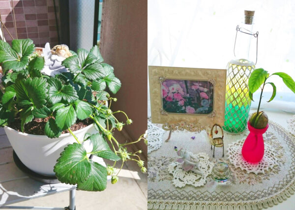 Fairy 瑞薫 とことこ湘南