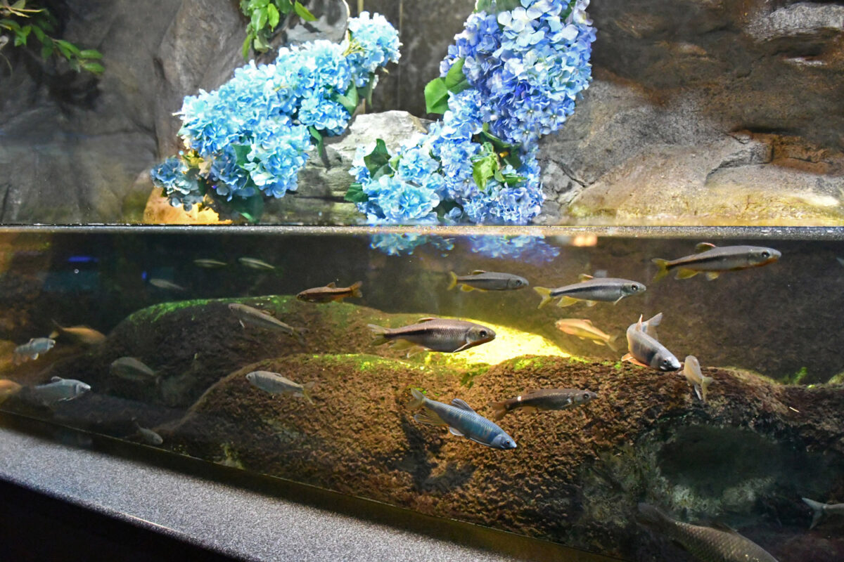 紫陽花と水の生き物たちの美しい世界「水面に咲く蒼。」【新江ノ島水族館】
