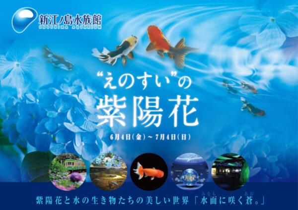 紫陽花と水の生き物たちの美しい世界「水面に咲く蒼。」【新江ノ島水族館】 とことこ湘南