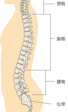 カイロプラクティックの施術って とことこ湘南