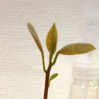 アボカド発芽