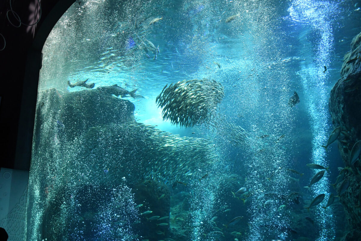 えのすいクリスマス 【新江ノ島水族館】