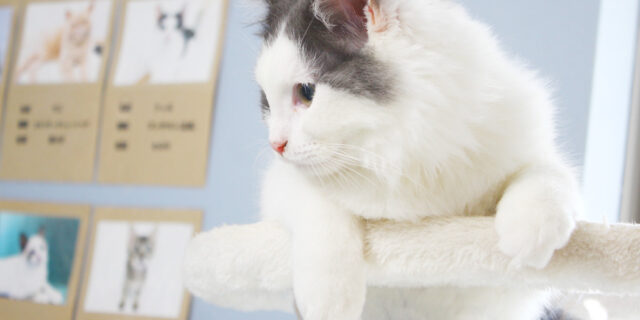 にゃんご