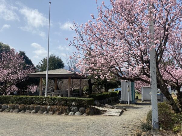 お花見BBQ