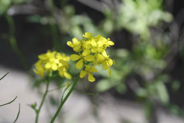 こまつなの花　ブログ