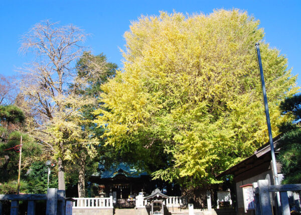 鶴嶺八幡宮