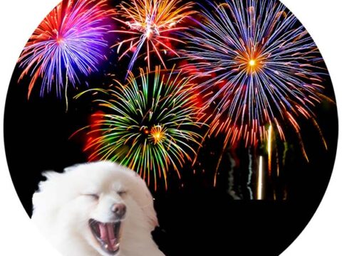 花火と犬
