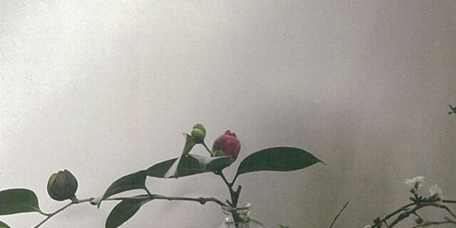 荒木桜子