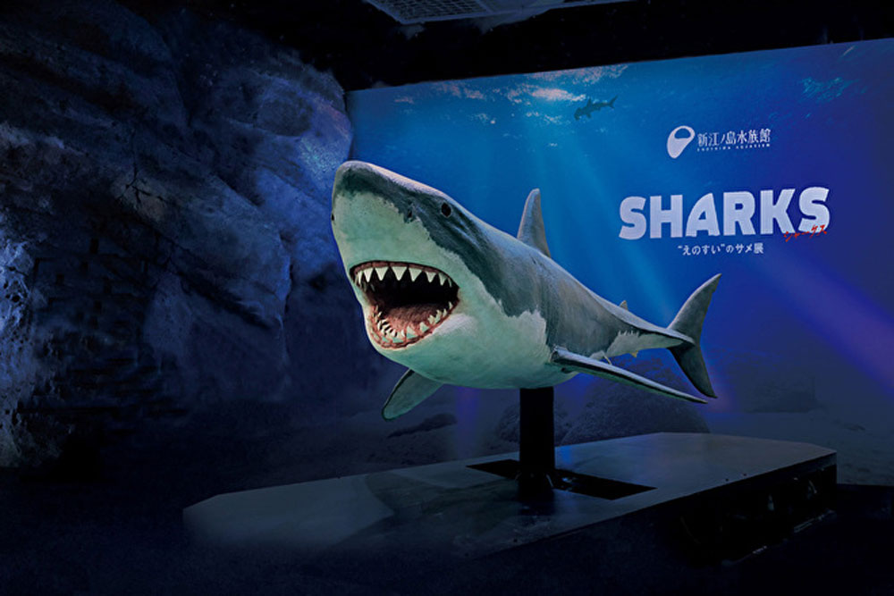 SHARKS　“えのすい”のサメ展