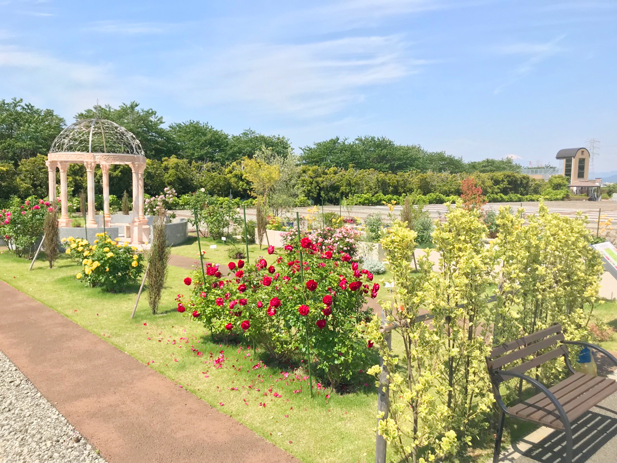 【湘南公園墓地茅ヶ崎霊園】スプリングローズガーデンのバラが見頃です！ とことこ湘南