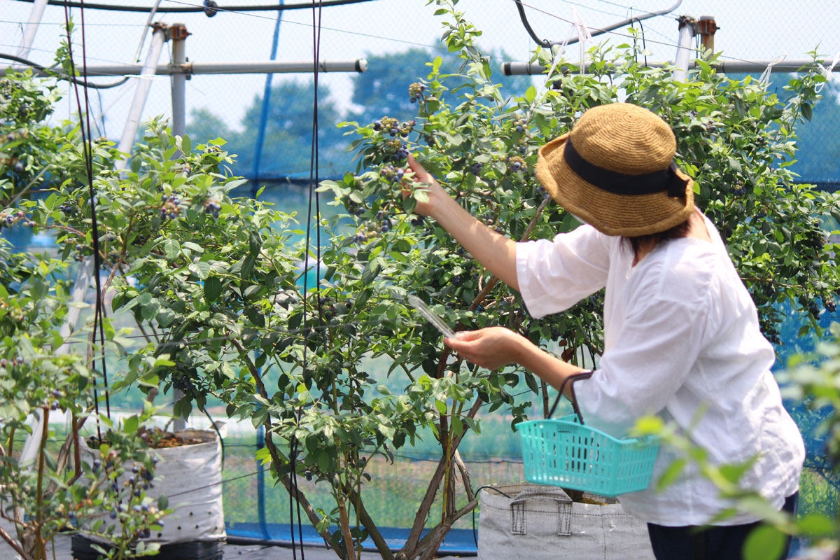 ブルーベリー摘み取り体験　2023年7月【茅ヶ崎　温故知新　開工房】