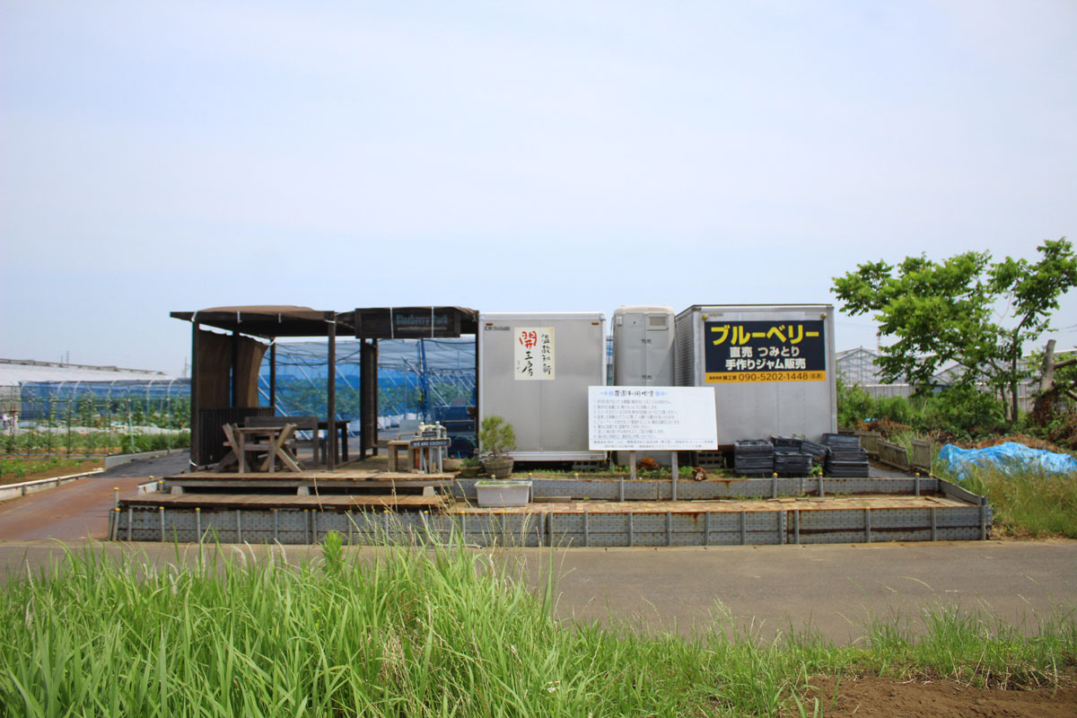ブルーベリー摘み取り体験　2023年7月【茅ヶ崎　温故知新　開工房】