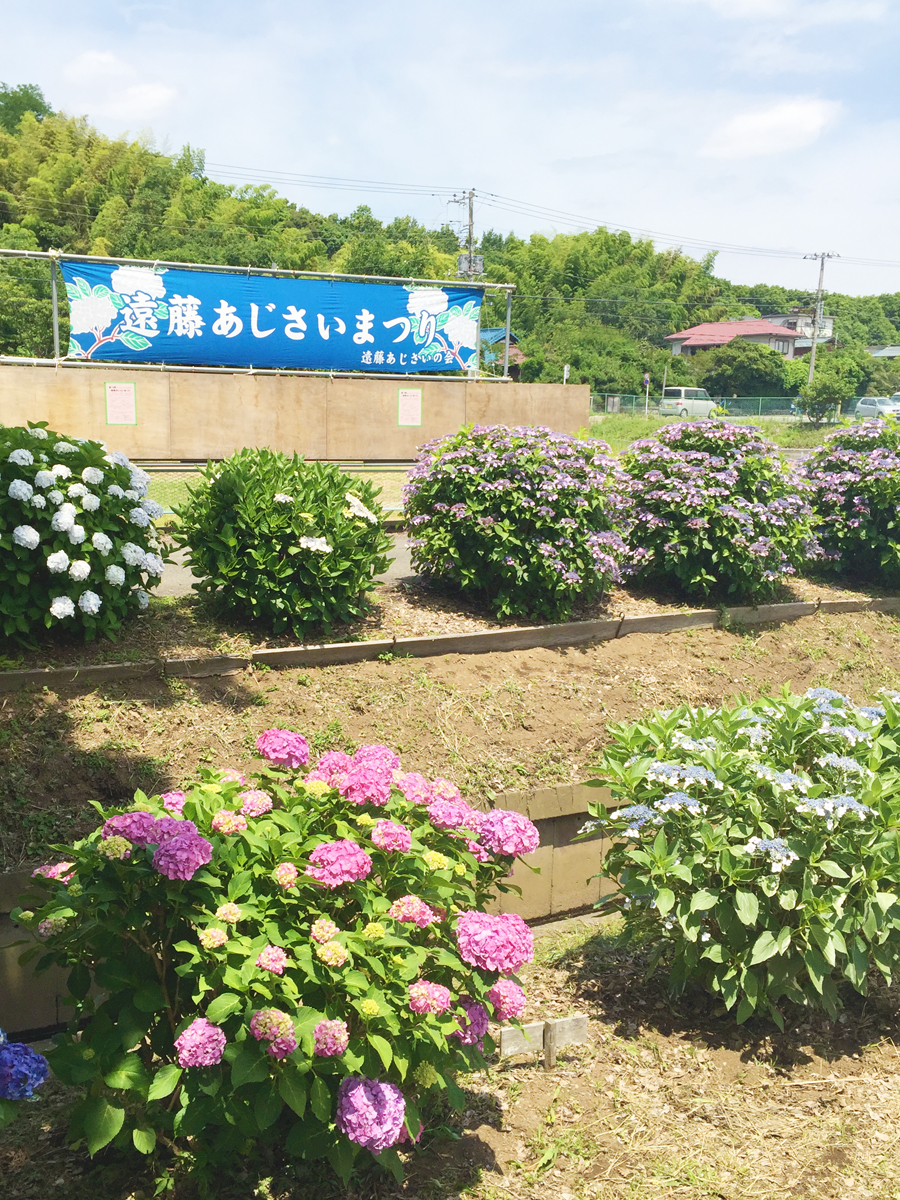 【藤沢・小出川】第25回遠藤あじさいまつり