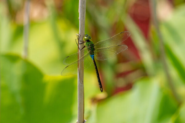 dragonfly2