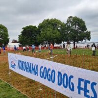 GOGO DOG FES