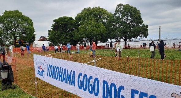 GOGO DOG FES