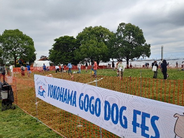 GOGO DOG FES