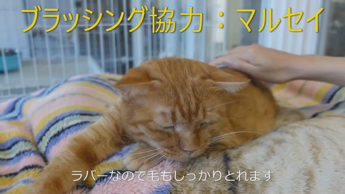 令和5年度 第２回県動物愛護センターによる保護犬猫のオンライン譲渡会
