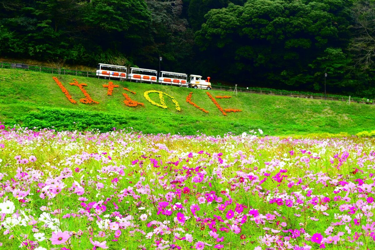 【横須賀】くりはま花の国「コスモスまつり」