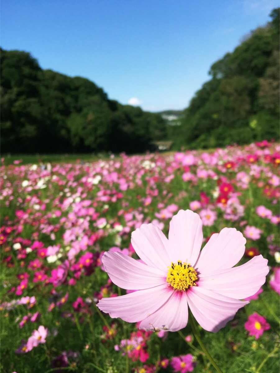 【横須賀】くりはま花の国「コスモスまつり」