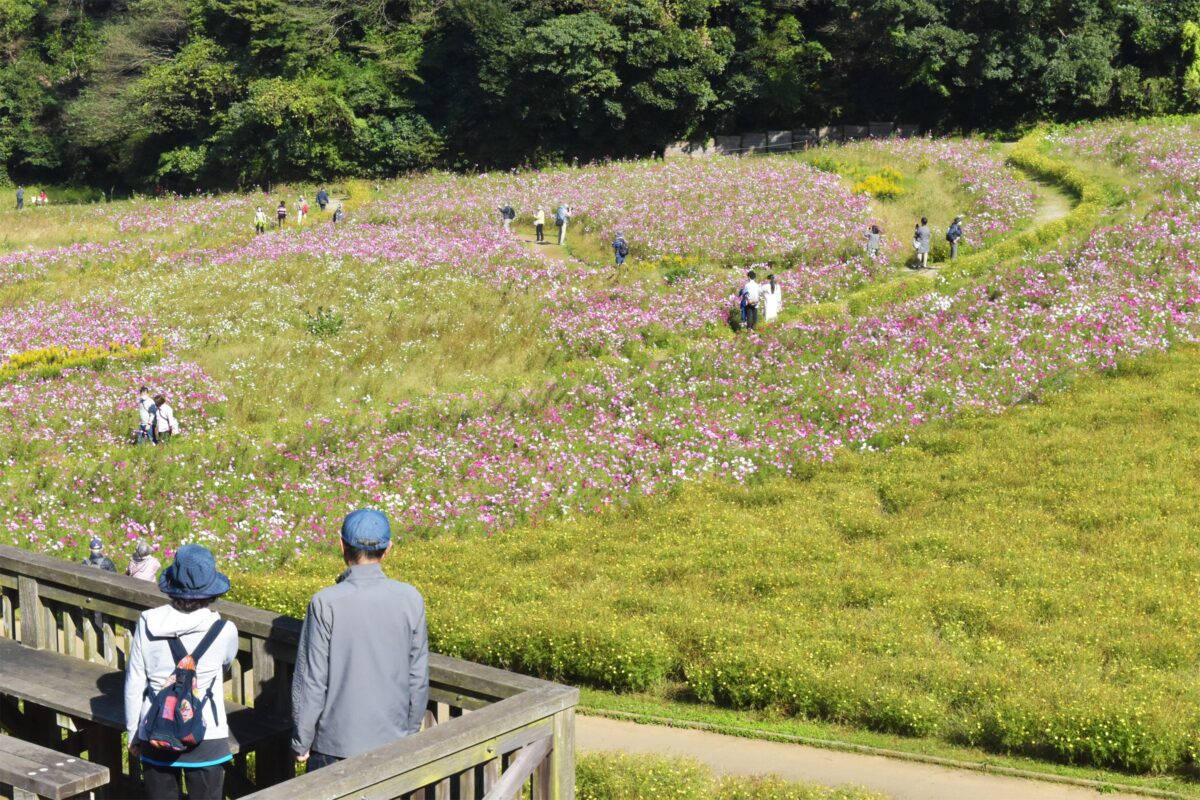【横須賀】くりはま花の国「コスモスまつり」