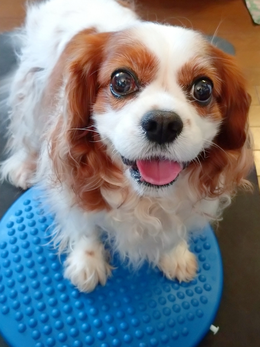 【鎌倉】犬といっしょの小さなイベント bon bon