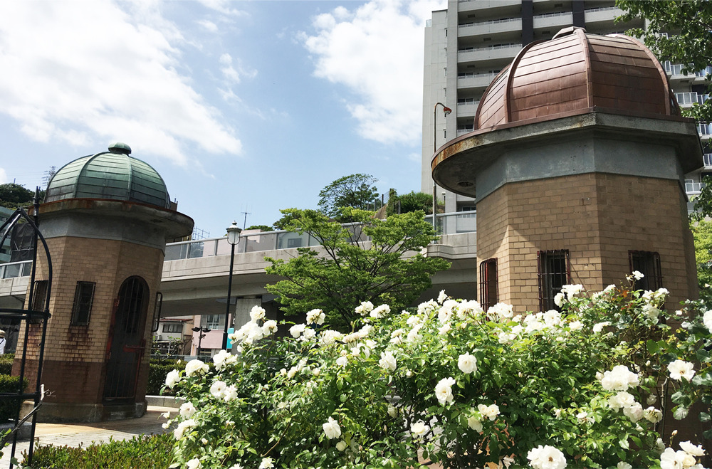 【横須賀】秋のローズフェスタ