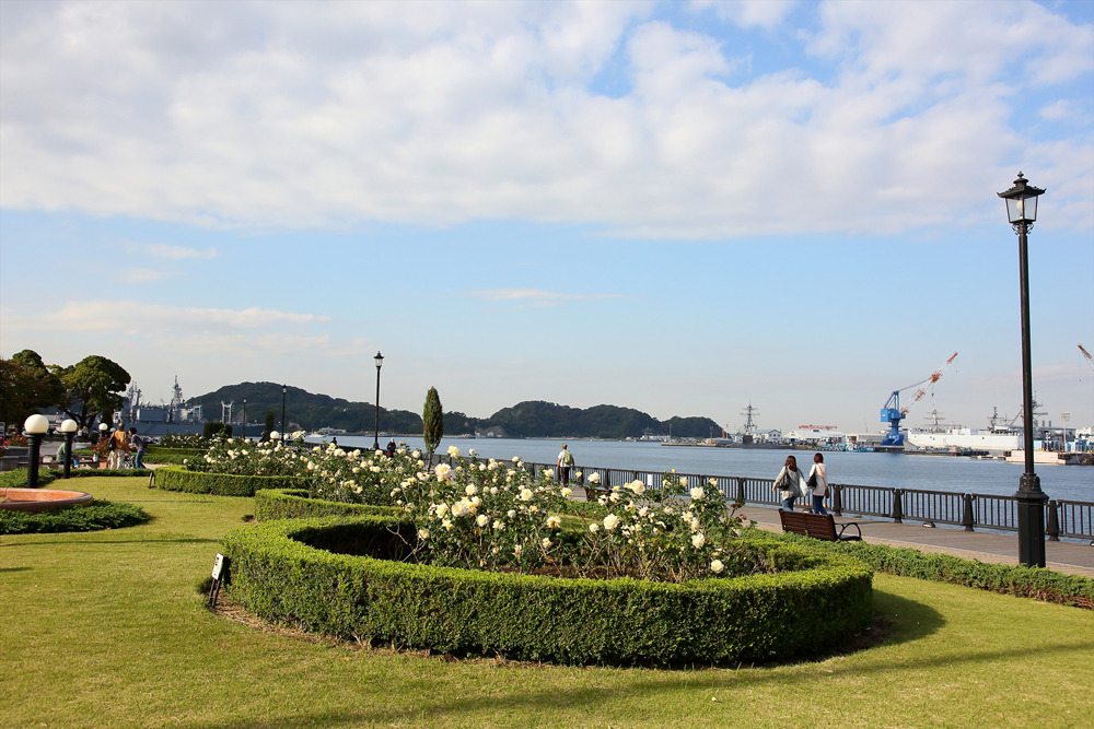 【横須賀】秋のローズフェスタ