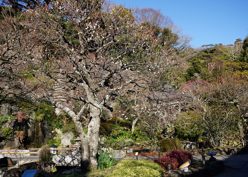 【鎌倉】鎌倉 長谷寺「梅まつり」(新春御足参り・夜間特別拝観 梅ライトアップ)