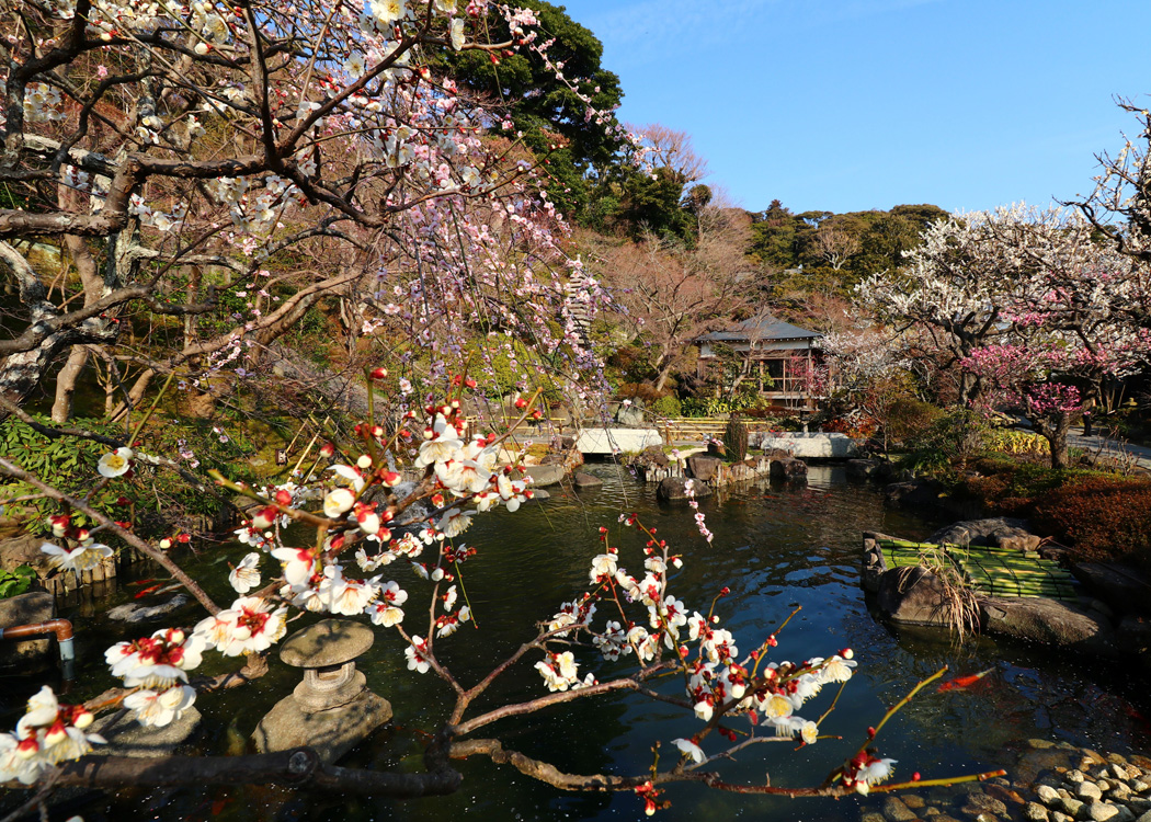 【鎌倉】鎌倉 長谷寺「梅まつり」(新春御足参り・夜間特別拝観 梅ライトアップ)