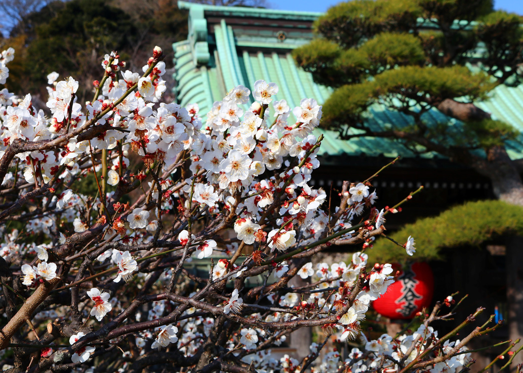 【鎌倉】鎌倉 長谷寺「梅まつり」(新春御足参り・夜間特別拝観 梅ライトアップ)
