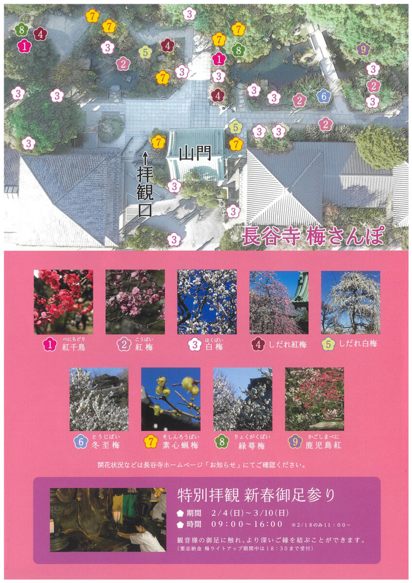 【鎌倉】鎌倉 長谷寺「梅まつり」(新春御足参り・夜間特別拝観 梅ライトアップ)