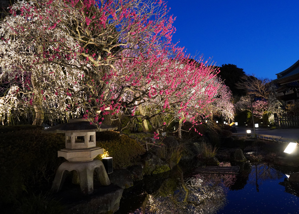 【鎌倉】鎌倉 長谷寺「梅まつり」(新春御足参り・夜間特別拝観 梅ライトアップ)