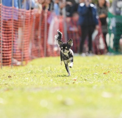 『YOKOHAMA GOGO DOG FES 2024 春』4月20日・21日　横浜・臨港パークにて開催