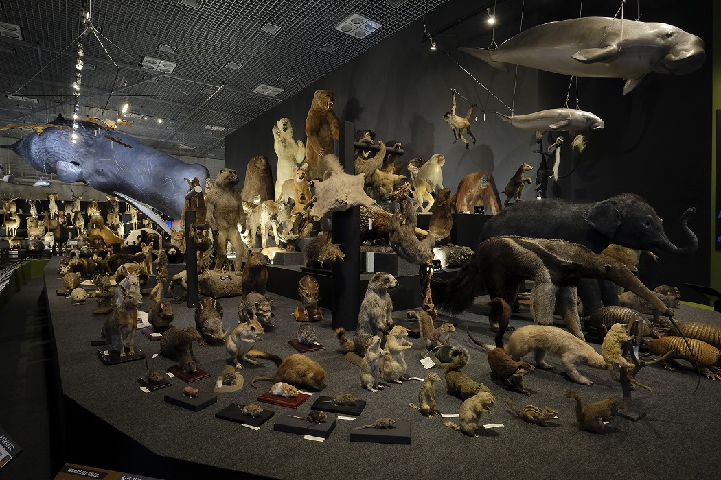 【東京・上野公園】特別展「大哺乳類展3 －わけてつなげて大行進」 @国立科学博物館