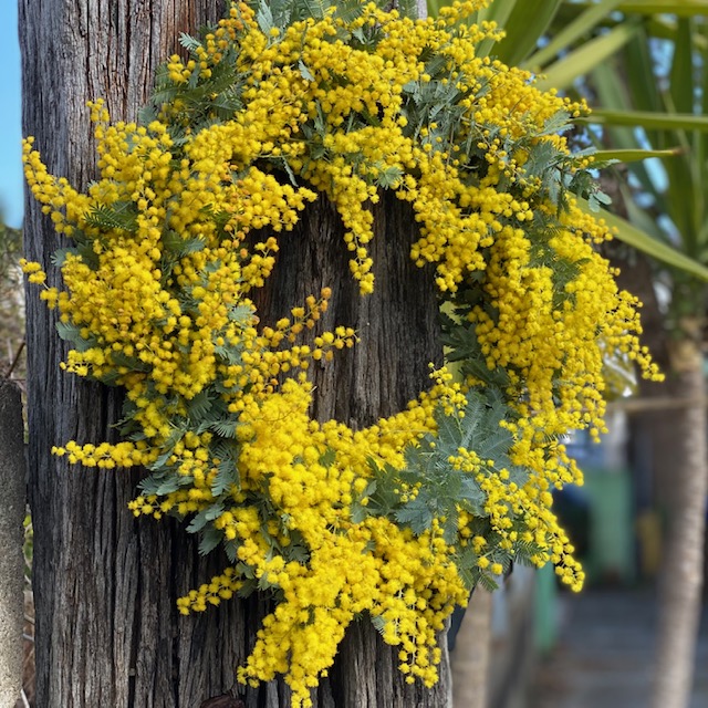 かお様のミモザを準備しています^ - ^｜観葉植物