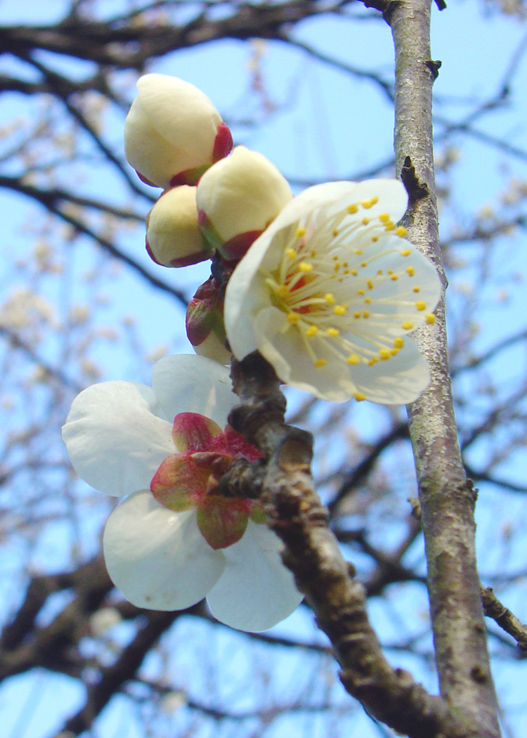 高砂緑地　梅まつり