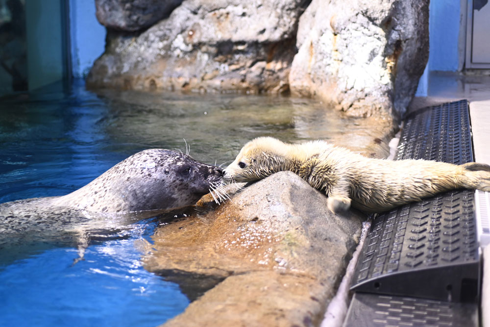 【江の島】新江ノ島水族館20周年で初となる ゴマフアザラシの赤ちゃん誕生！
