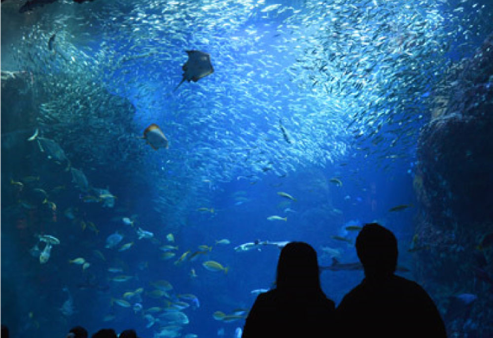 【江の島】新江ノ島水族館　20周年特別展