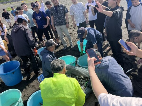 今日も　アジ、カマスが大漁です