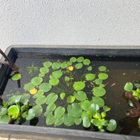 ヤゴの羽化