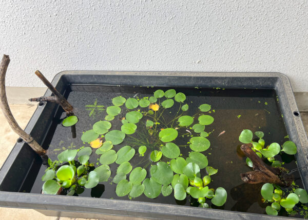 ヤゴの羽化