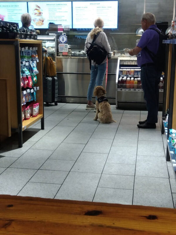 airport_dog