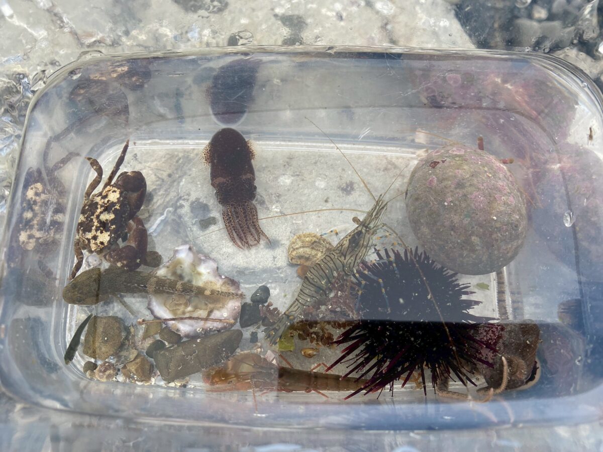 【わくわく！生き物観察 磯遊びキャンプ】＊ランチ付き