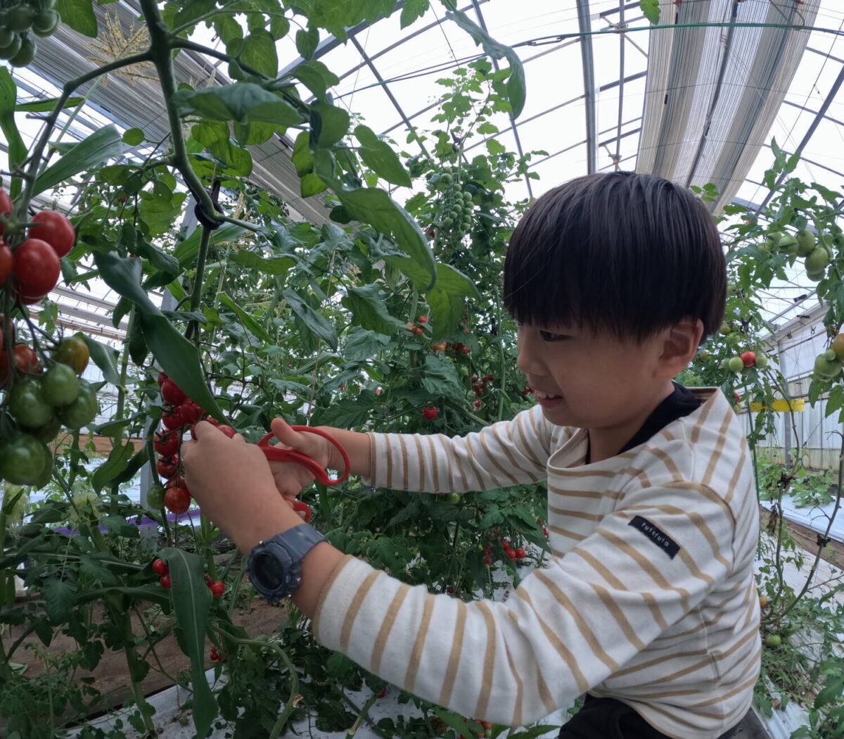 【あま～いトマト食べ放題収穫とクッキングキャンプ】＊ランチとお土産付き
