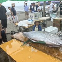 巨大マグロ参上