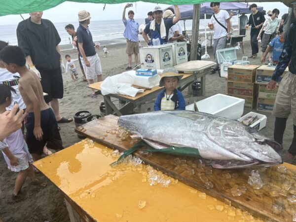 巨大マグロ参上