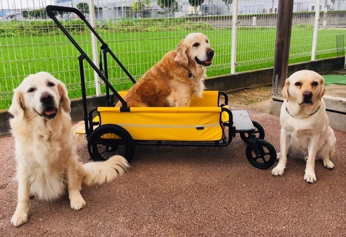 【茅ヶ崎・矢畑】引退犬応援ライブ「ハウオリ･マカナ ALL FOR WAN～引退犬のセカンドステージ希望の音色を響かせて～」