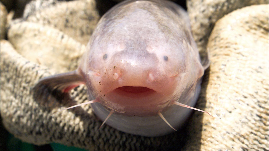 【東京・上野公園】特別展「超危険生物展　科学で挑む生き物の本気」@国立科学博物館
